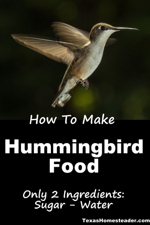 Hummingbird κατά την πτήση ψάχνοντας για φαγητό ζάχαρη #texashomesteader