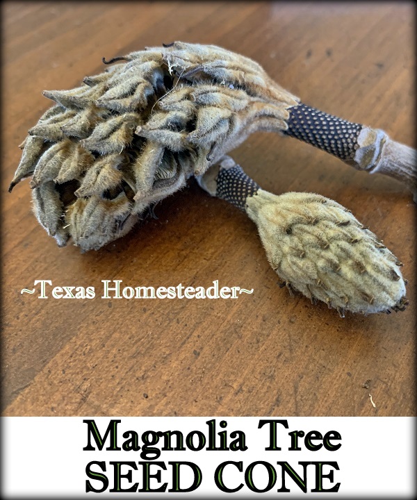 Κώνοι σπόρων δέντρων Magnolia για φυσική διακόσμηση. #Texashomesteader