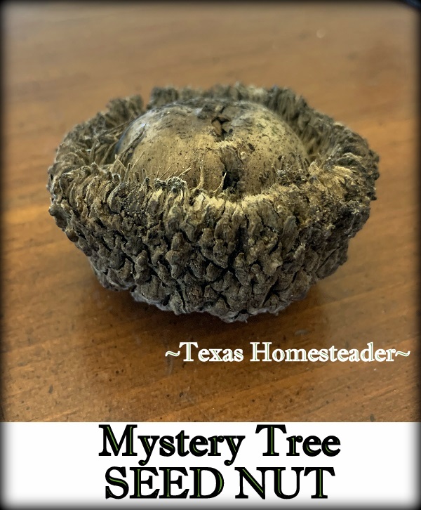 Burr Oak Tree Acorn για φυσική διακόσμηση. #Texashomesteader