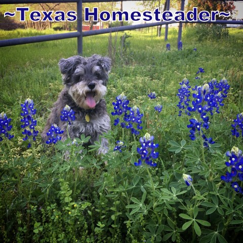 Silver Mini-Schnauzer Dog σε μια ομάδα λουλουδιών Bluebonnet στο Τέξας. Το Mini-Schnauzer Bailey σε μια δέσμη λουλουδιών Bluebonnet. #Texashomesteader
