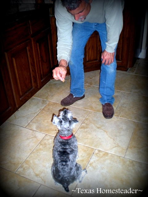 Silver Mini-Schnauzer Dog στην κατάρτιση υπακοής. Silver Mini-Schnauzer Dog Bailey Μαθαίνοντας υπακοή. #Texashomesteader