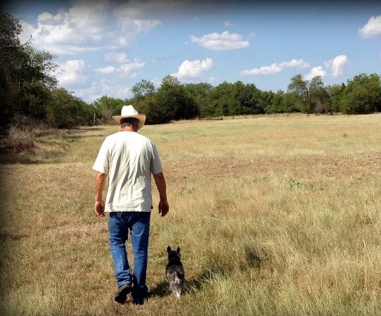 Black & Silver Mini-Schnauzer Dog Walking είναι βοσκότοπος με το Texas Cowboy. Rancher στην ξηρασία του Τέξας, μικρό μίνι schnauzer περπατώντας μαζί. #Texashomesteader