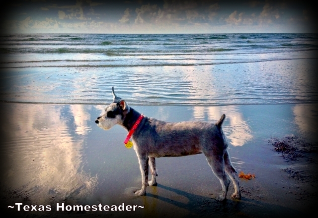 Silver Mini-Schnauzer Dog σε μια αμμώδη παραλία με νερό στο παρασκήνιο. Mini-Schnauzer Bailey σε παραλία του Τέξας.