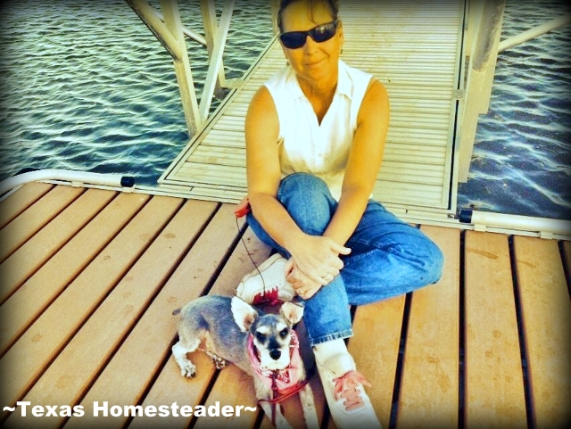 Black & Silver Mini-Schnauzer Dog στην αποβάθρα στον ωκεανό με γυναίκα που κάθεται δίπλα. Mini-Schnauzer Bailey στις διακοπές στην παραλία. #Texashomesteader