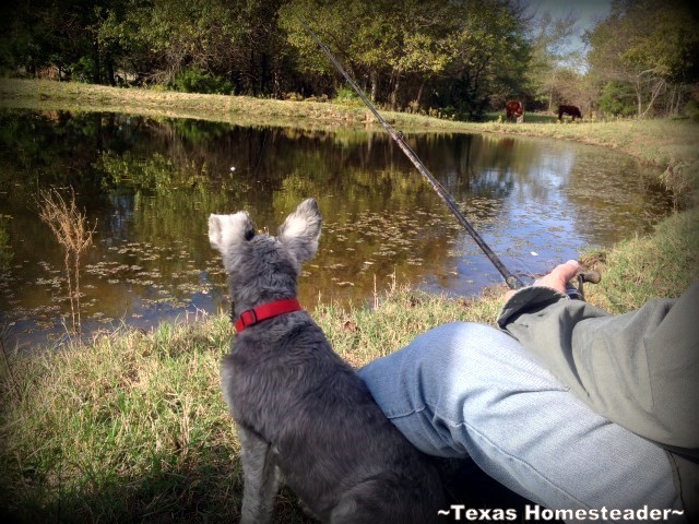 Silver Mini-Schnauzer σκυλί Bailey ψάρεμα σε μια λίμνη Texas. Silver Mini-Schnauzer σκυλί Bailey ψάρεμα σε μια λίμνη Texas.
