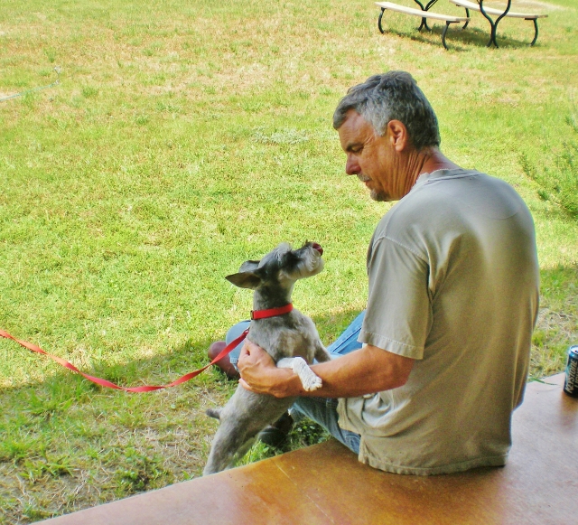 Καθισμένος άνδρας χαστούκι ασημί μίνι-schnauzer. Rancherman Petting Mini Schnauzer Bailey. #Texashomesteader