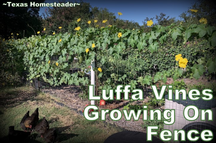 Το Luffa (loofah) αναπτύσσεται κατά μήκος ενός φράχτη για να δημιουργήσει σκιά για την αυλή κοτόπουλου. #Texashomesteader
