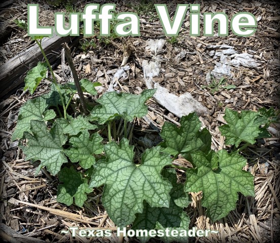Young Luffa Vine που αναπτύσσεται στον κήπο. #Texashomesteader