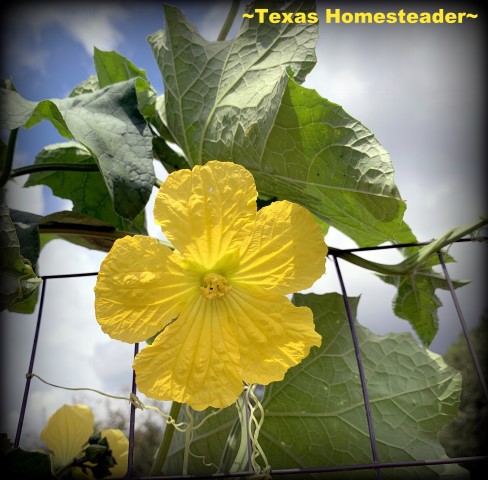 Κίτρινο Luffa Bloom. Μπορείτε να μεγαλώσετε το δικό σας σφουγγάρι Luffa στον κήπο σας. Είναι εύκολο να αναπτυχθούν, φιλικά προς το περιβάλλον και πλήρως λιπασματοποιήσιμο. #Texashomesteader