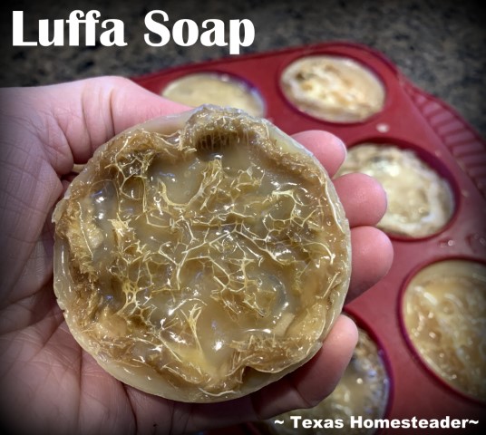 Οι γύροι Luffa τοποθετημένοι σε φλιτζάνια muffin σιλικόνης με σαπούνι Melt-N-Pour χύνεται για να φτιάξουν ένα σπιτικό απολέπιση σαπουνιού. #Texashomesteader