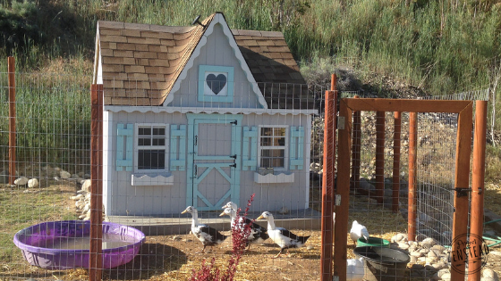 Κοτόπουλο coop mini-house με κοτόπουλο τρέχει έξω