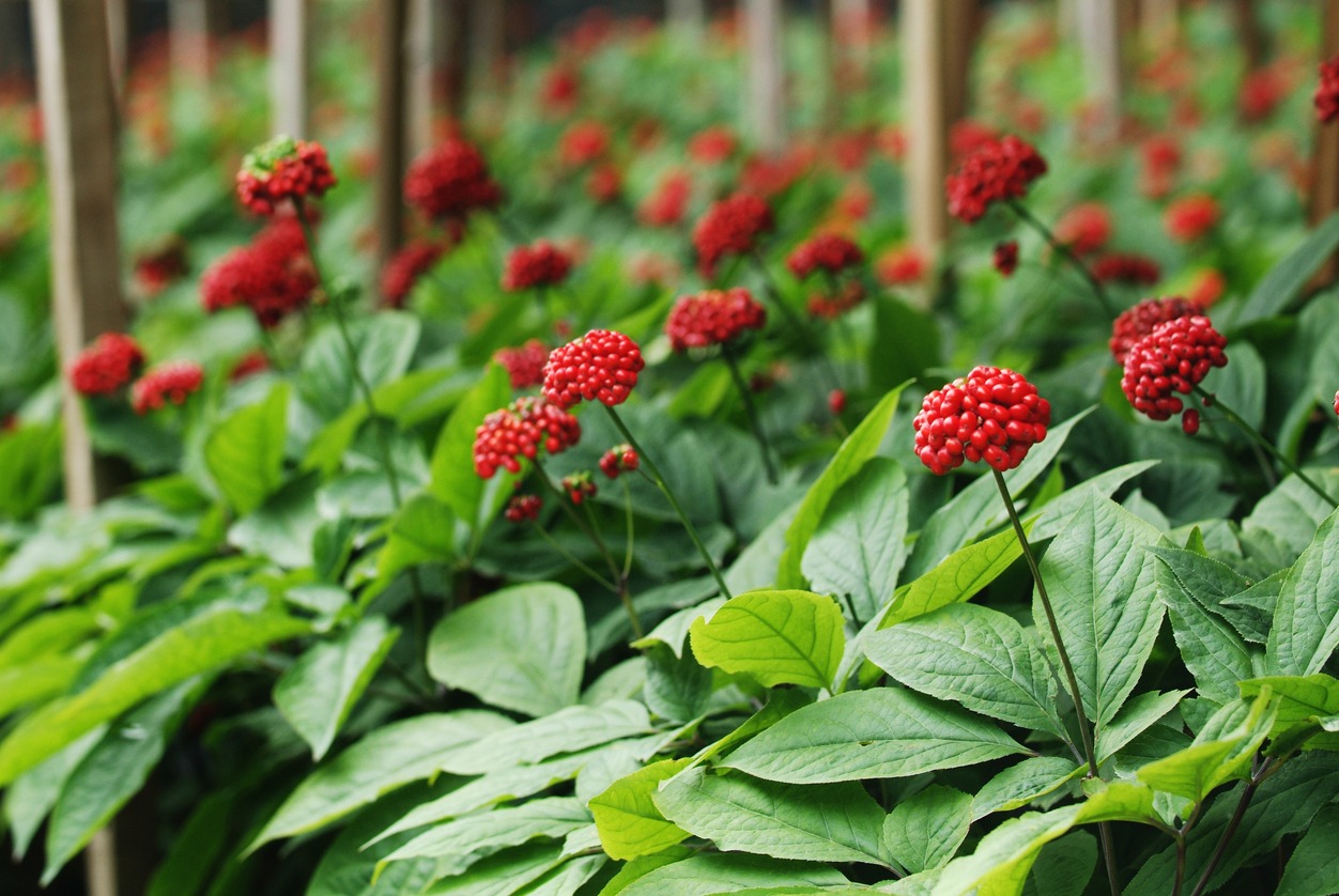 Παραδοσιακά κόκκινα φρούτα ginseng
