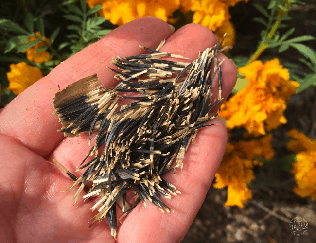 Σεπτέμβριος 2019: Χέρι που κρατάει σπόρους Marigold